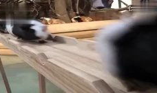 老鼠短视频下载,轻松获取萌鼠瞬间